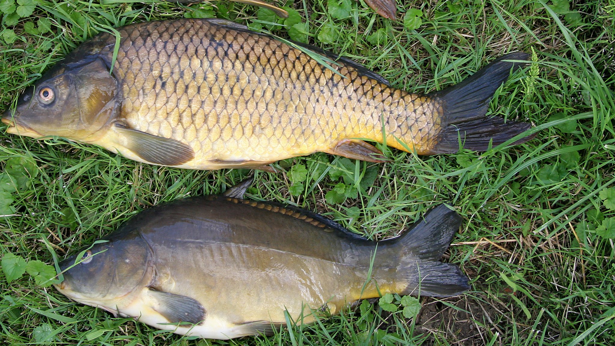 Zwei tote Karpfen liegen auf einer Wiese (Symbolbild)