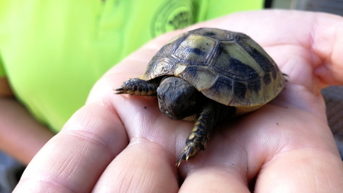 Eine kleine, nur mehrere Zentimeter große Schildkröte sitzt auf einer Hand. 