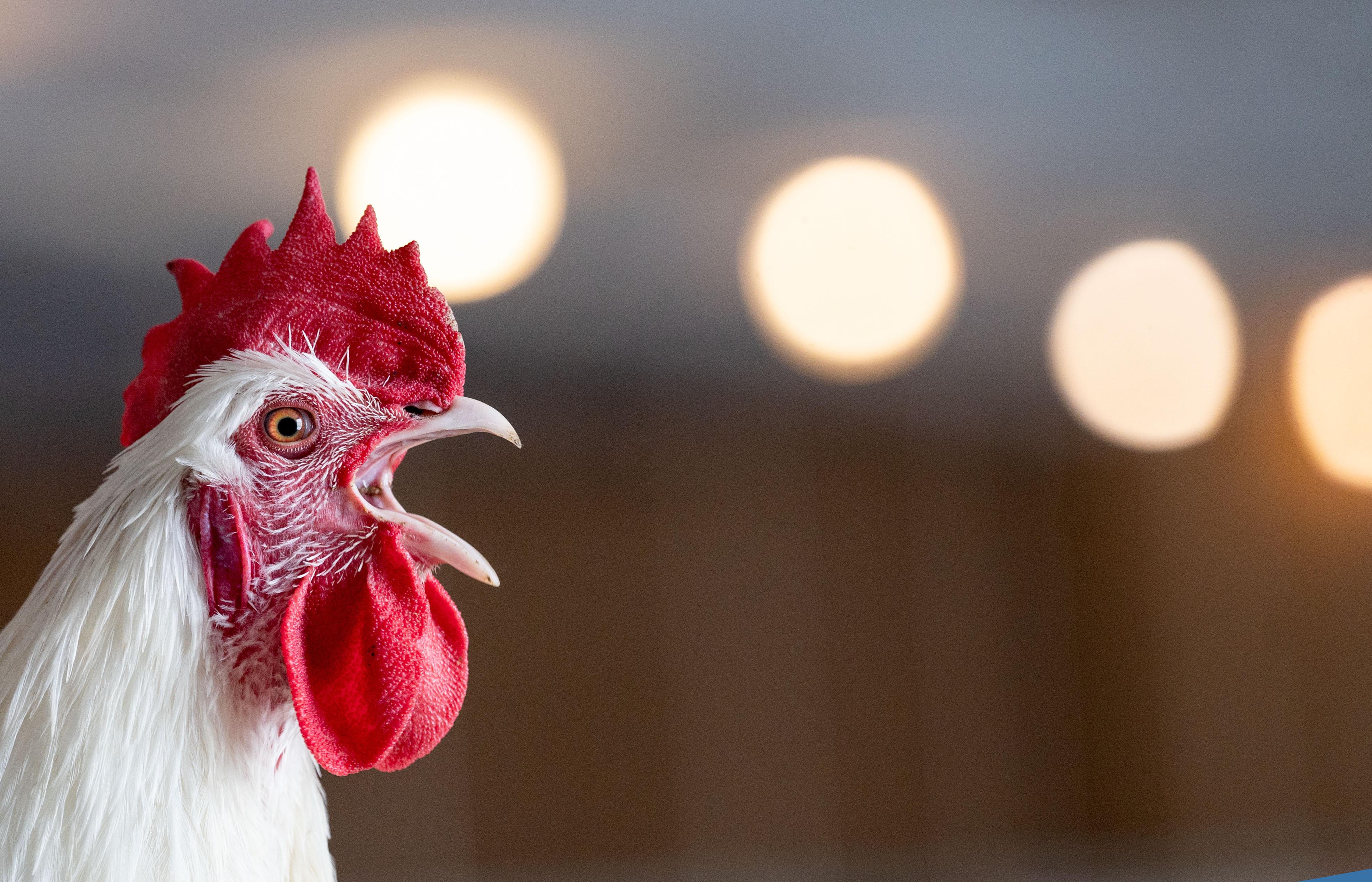 Ein Hahn aus ökologischer Tierzucht kräht auf einem Biolandhof im Warmbereich des Stalls. Die neue Bio-Musterregion Schwäbische Alb will bald mit Pilotbetrieben in der Gastronomie die Außer-Haus-Verpflegung mit biologischen Produkten vorantreiben.