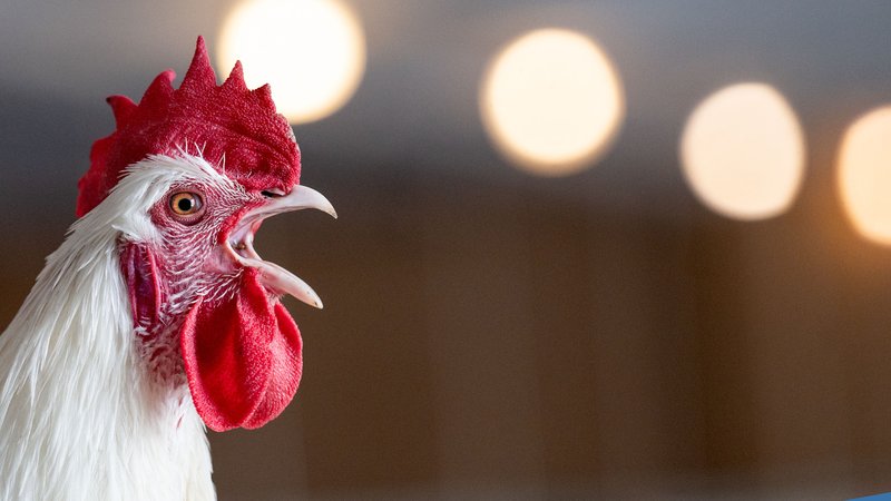 Ein Hahn aus ökologischer Tierzucht kräht auf einem Biolandhof im Warmbereich des Stalls. Die neue Bio-Musterregion Schwäbische Alb will bald mit Pilotbetrieben in der Gastronomie die Außer-Haus-Verpflegung mit biologischen Produkten vorantreiben. | Bild: picture alliance/dpa | Marijan Murat Ein Hahn aus ökologischer Tierzucht kräht auf einem Biolandhof im Warmbereich des Stalls. Die neue Bio-Musterregion Schwäbische Alb will bald mit Pilotbetrieben in der Gastronomie die Außer-Haus-Verpflegung mit biologischen Produkten vorantreiben.