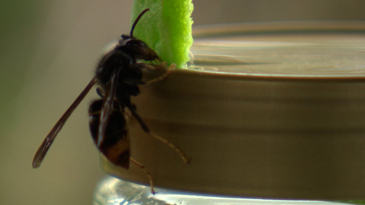 Schwarzes Insekt mit Flügeln sitzt auf einem Deckel eines Glases
