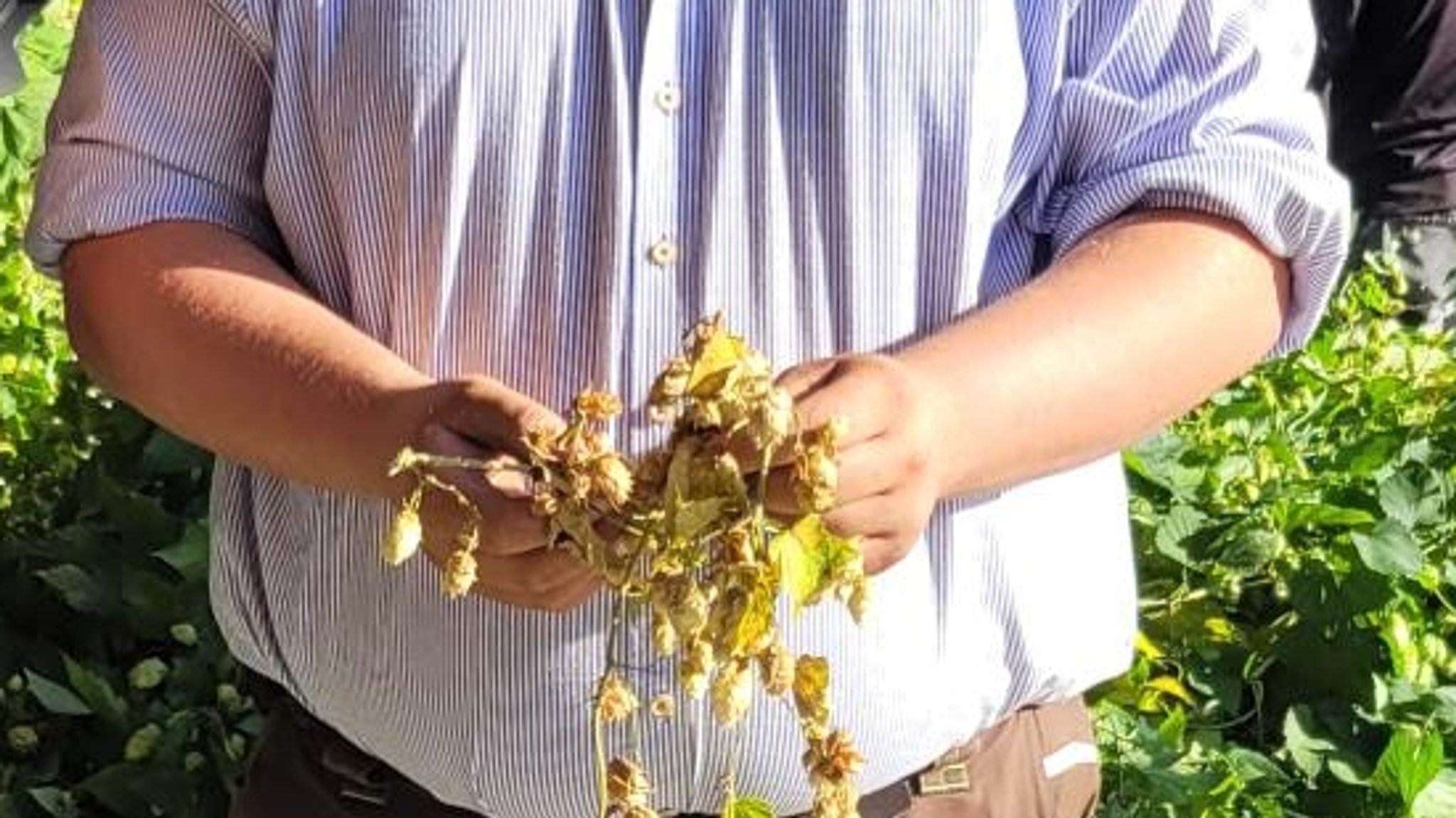 Max Merkl zeigt uns vertrocknete, abgestorbene Hopfenreben. Hier waren Schädlinge wie der Erdfloh und Blattläuse am Werk. | Bild: Bayerischer Rundfunk 2026 Max Merkl zeigt uns vertrocknete, abgestorbene Hopfenreben. Hier waren Schädlinge wie der Erdfloh und Blattläuse am Werk.