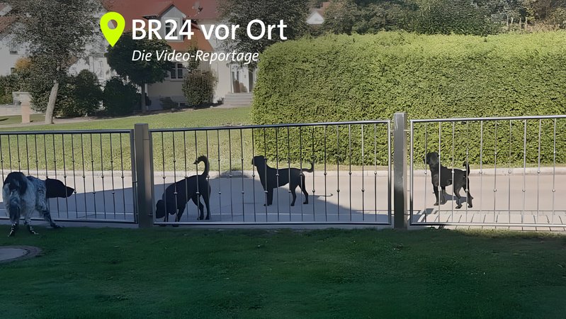 Labradore haben in Dinkelscherben Tiere und Menschen angegriffen. | Bild: privat Labradore haben in Dinkelscherben Tiere und Menschen angegriffen.