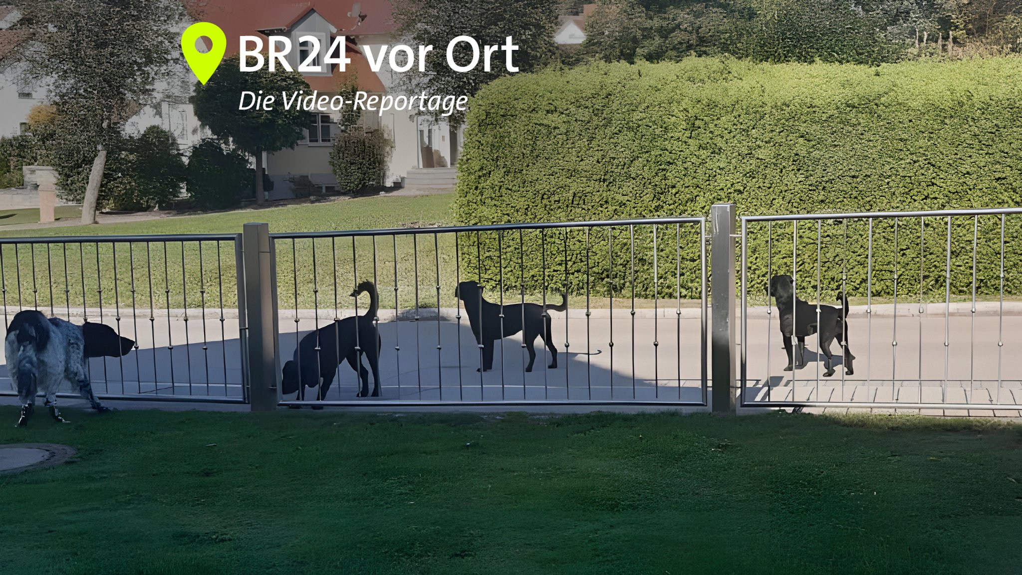 Labradore haben in Dinkelscherben Tiere und Menschen angegriffen.