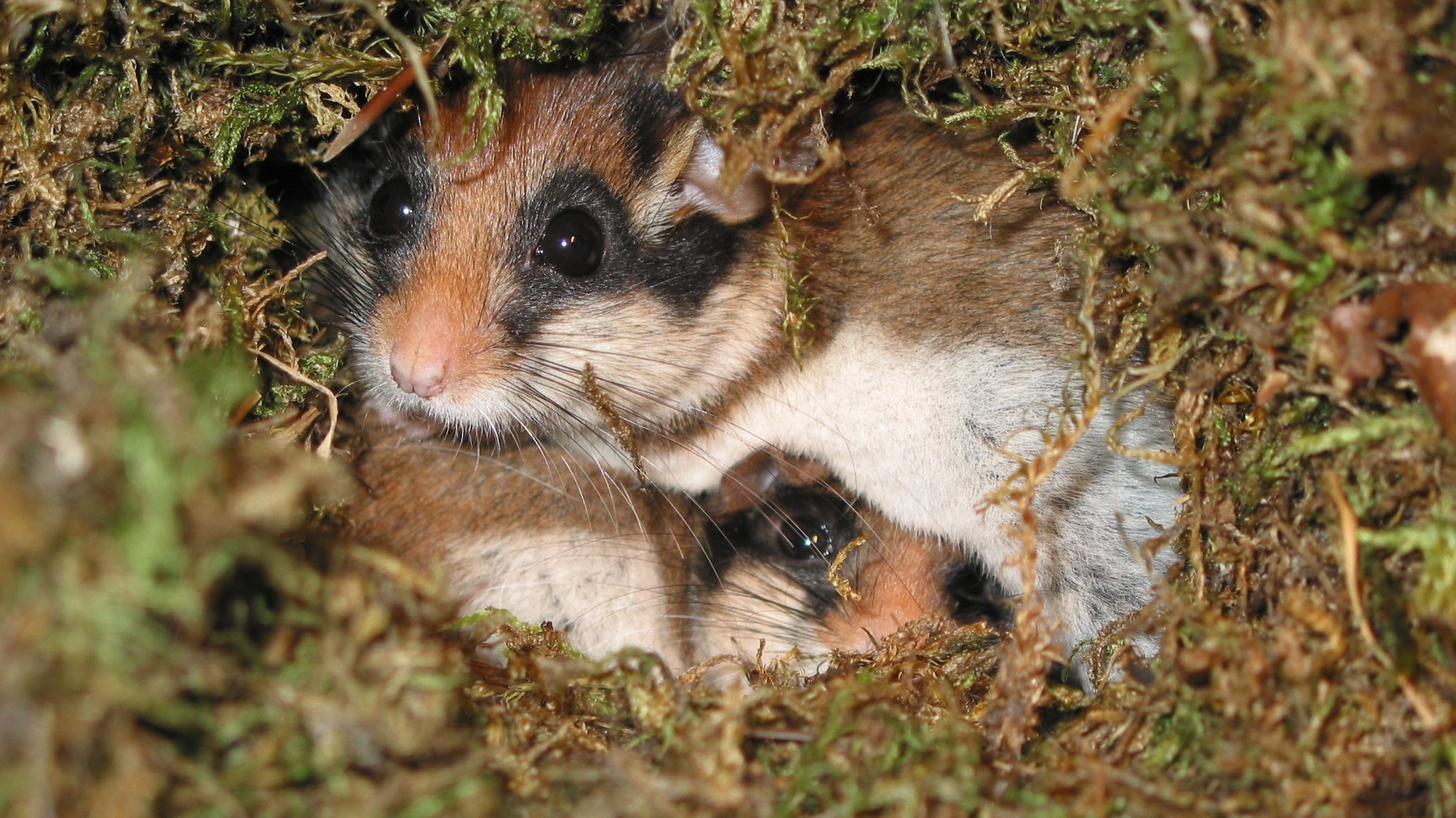 Gartenschläfer im Nest