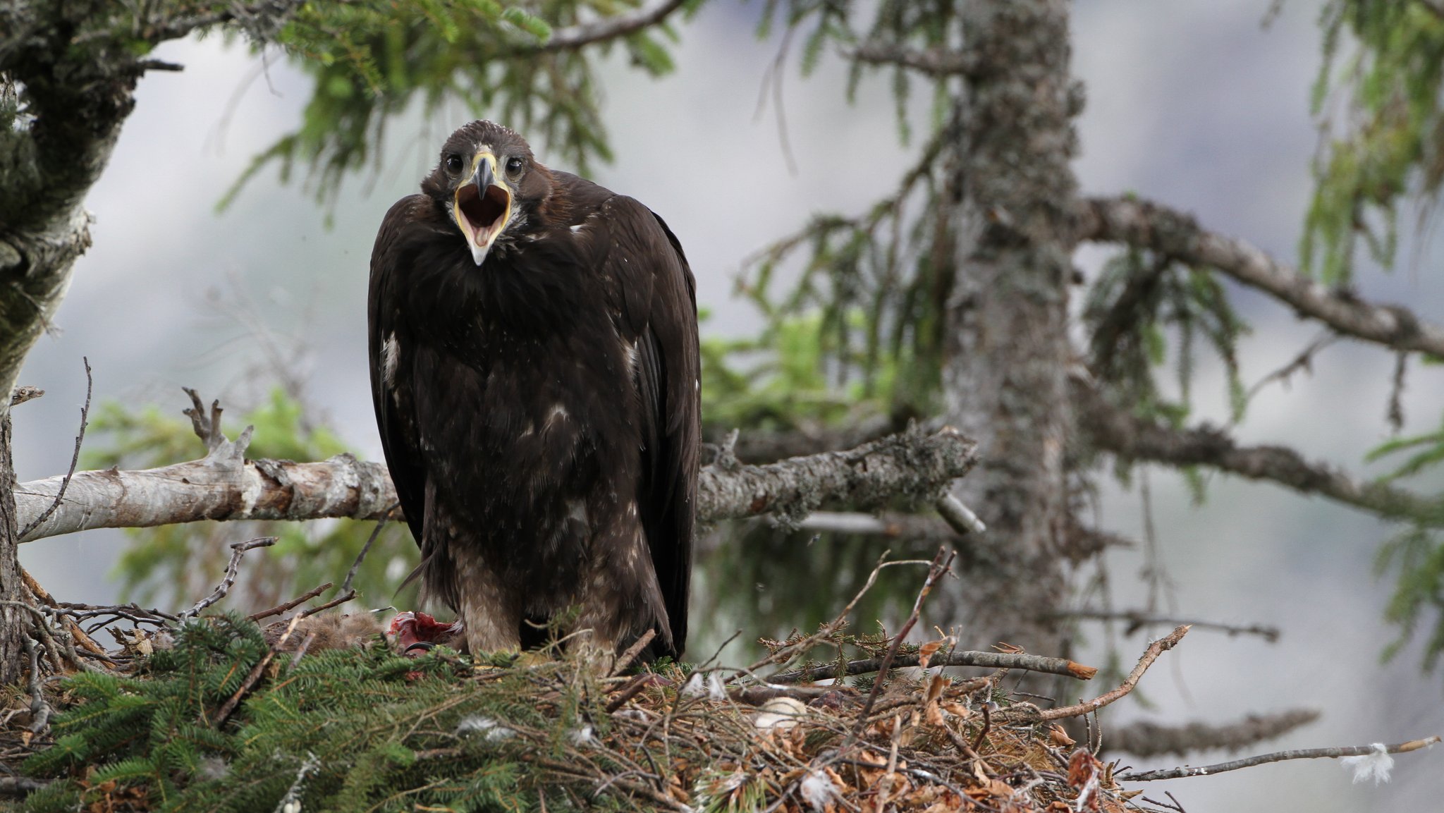 Ein Steinadler sitzt auf einem Baum.
