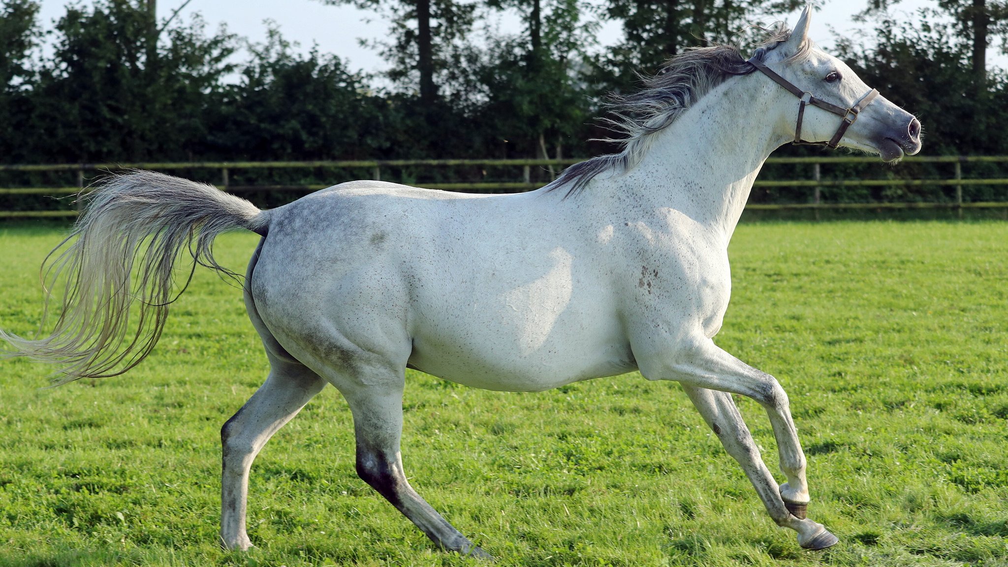 Ein Schimmel im Galopp.