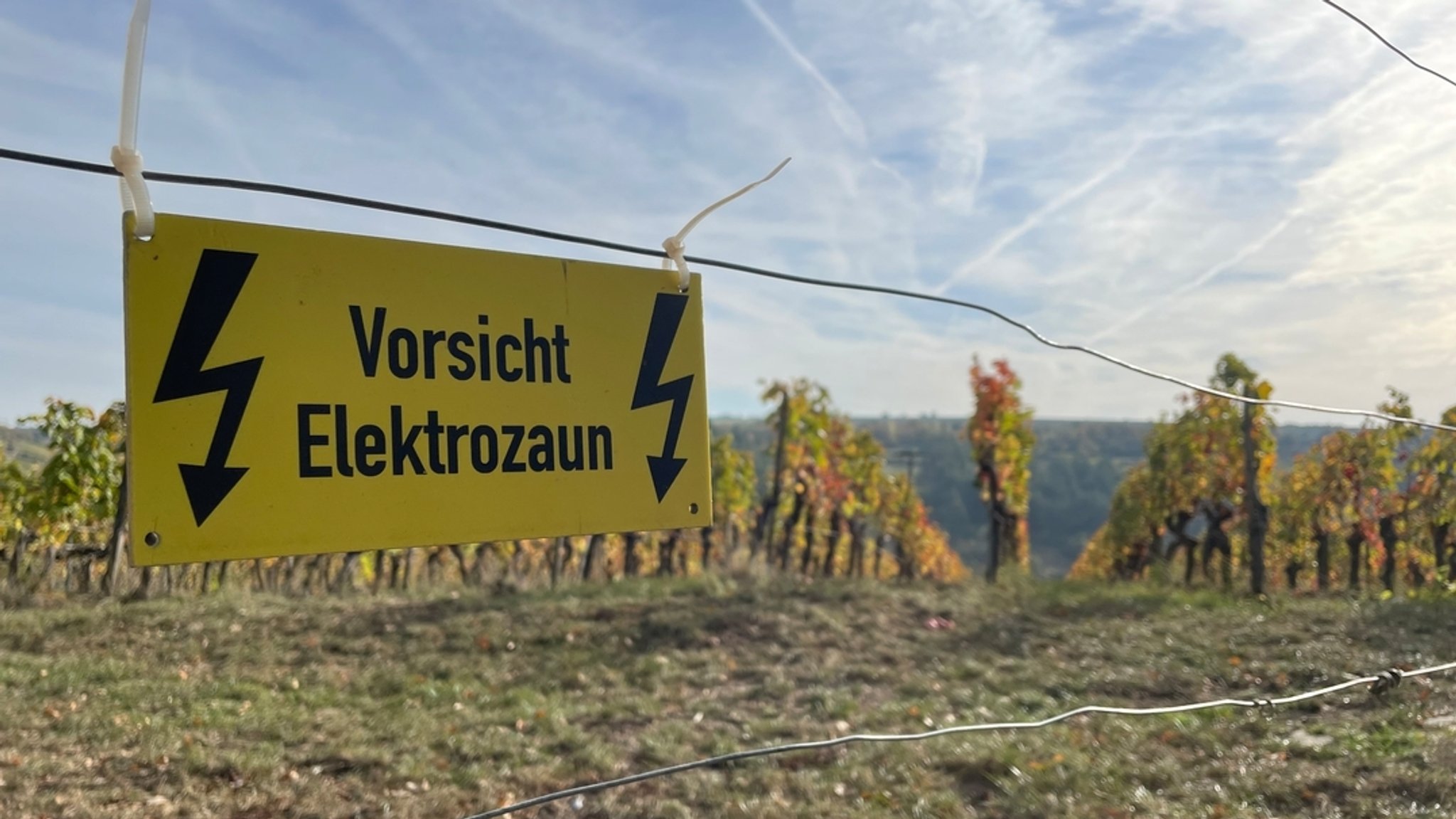 Elektrozaun neben Weinberg in Randersacker bei Würzburg