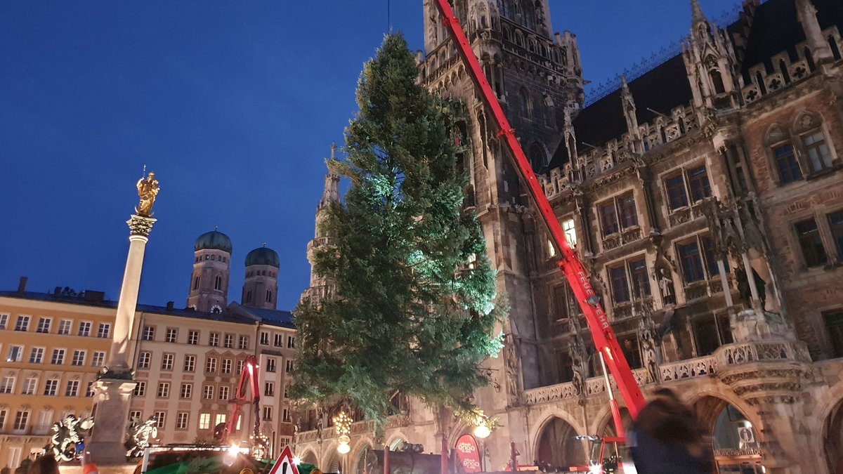 Tanne am Haken: München hat schon einen Christbaum