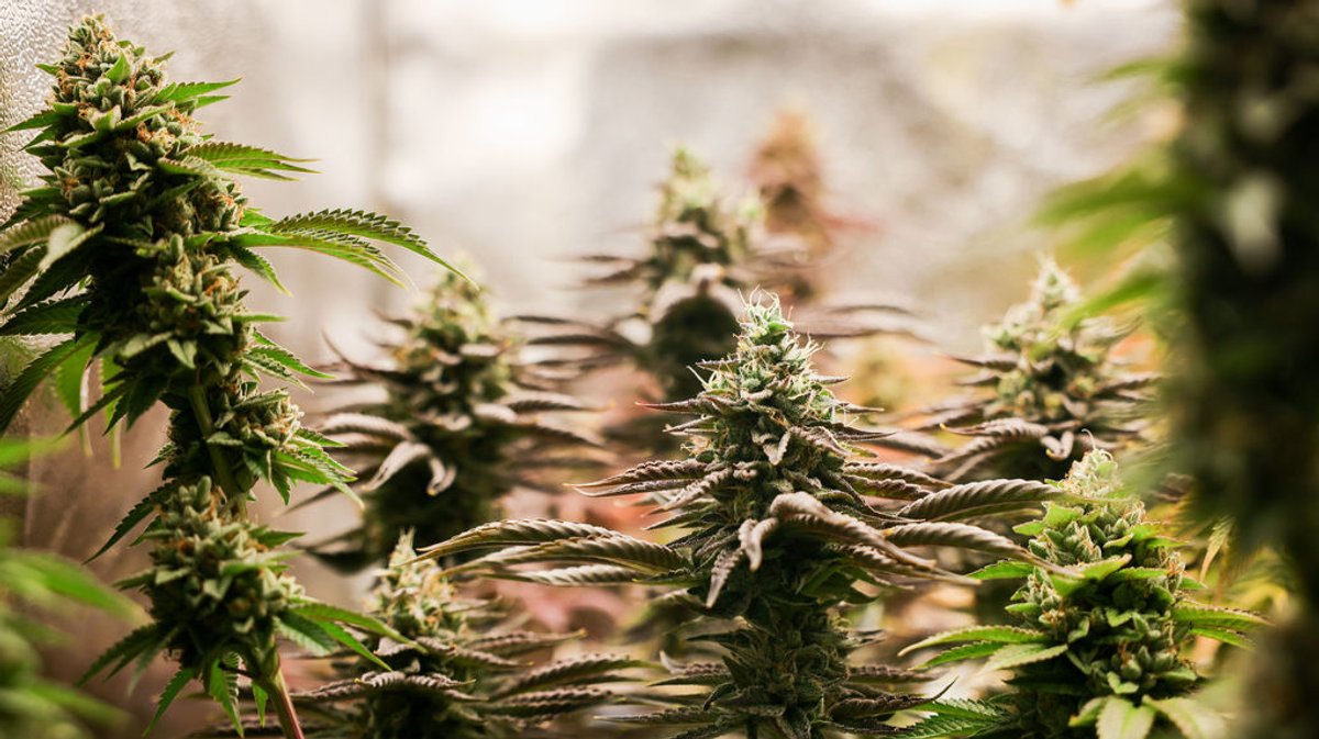 Cannabis-Club gibt auf – der einzige Bayerns mit Cannabisausgabe