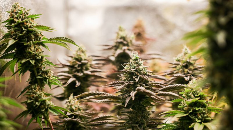 Erntereife Cannabispflanzen stehen in einem Aufzuchtzelt unter künstlicher Beleuchtung. (Symbolbild) | Bild: dpa-Bildfunk/Christian Charisius Erntereife Cannabispflanzen stehen in einem Aufzuchtzelt unter künstlicher Beleuchtung. (Symbolbild)