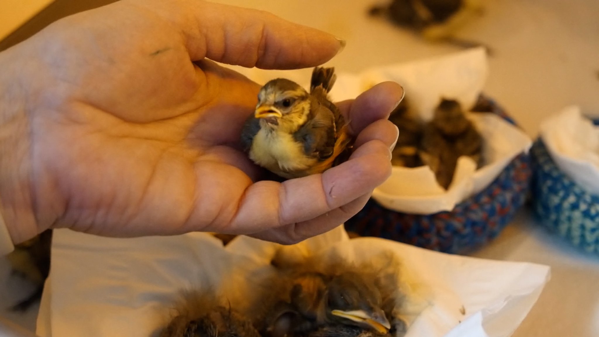 Ein Jungvogel sitzt auf einer Hand