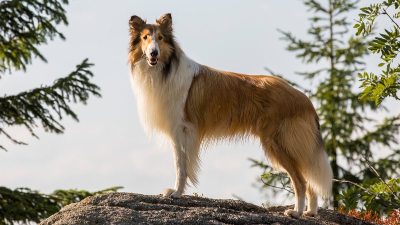 Wuff! Sie ist wieder da: "Lassie - Eine abenteuerliche Reise"-Filmszene