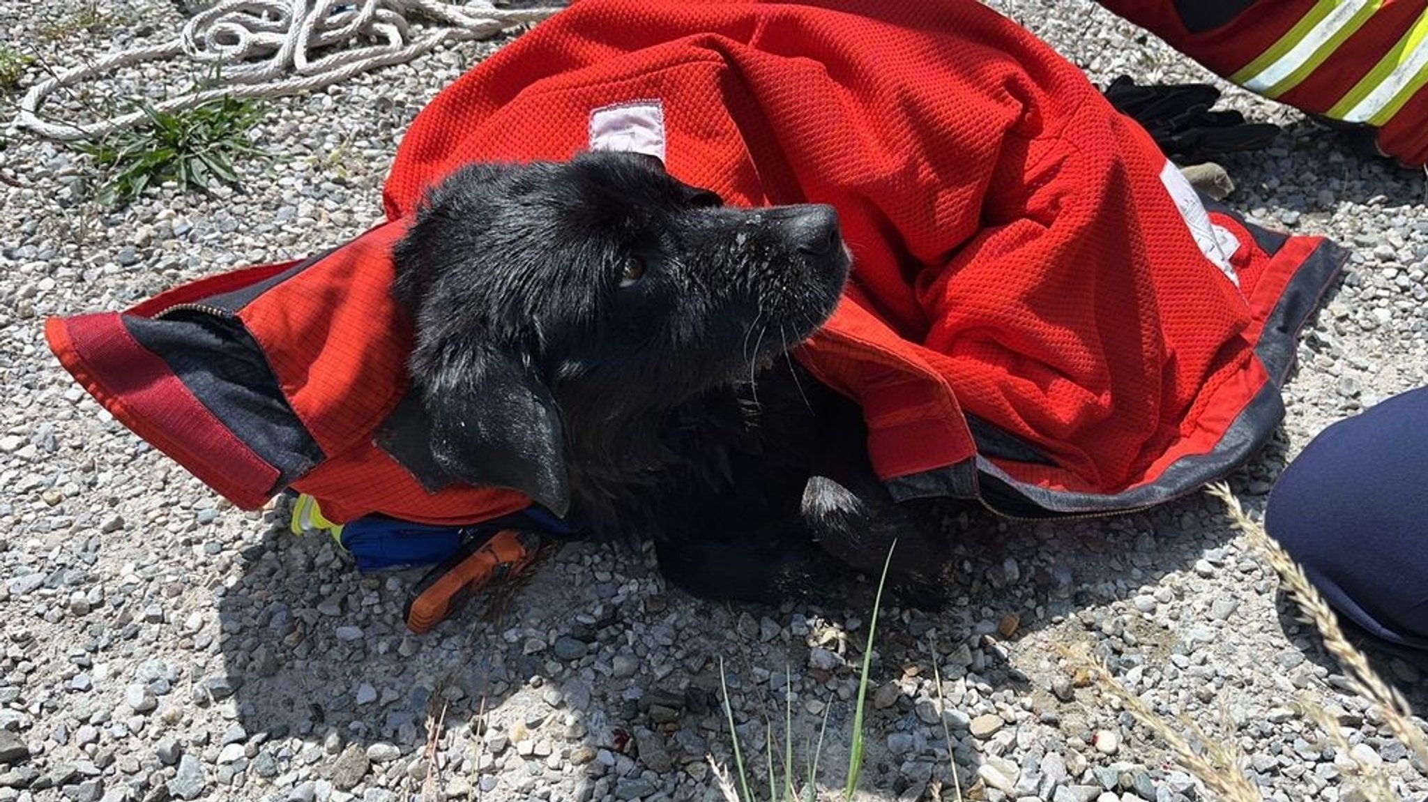 Gerettet: Hündin nach 20 km im Innkanal erschöpft, aber wohlauf