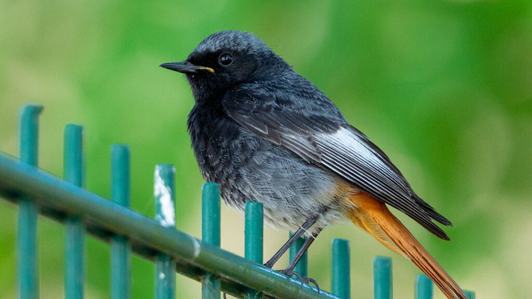 Ein Hausrotschwanz sitzt auf einem Zaun. Ein männlicher Hausrotschwanz ist grauschwarz gefärbt. Die Vogelart wurde gerade zum "Vogel des Jahres" 2025 gewählt.