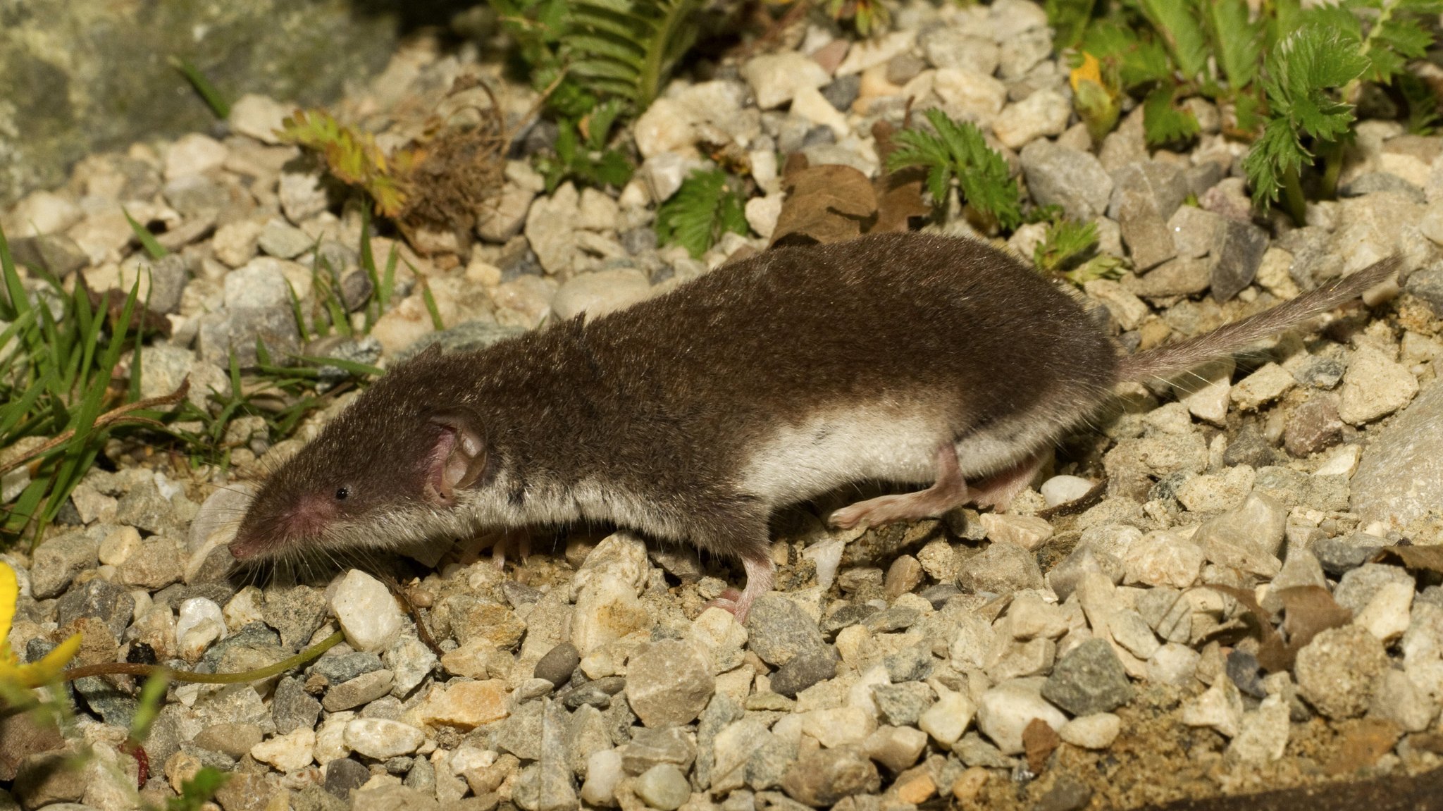 Eine Feldspitzmaus rennt über Schotter. | Bild: picture alliance / blickwinkel/A. Hartl | A. Hartl Eine Feldspitzmaus rennt über Schotter.