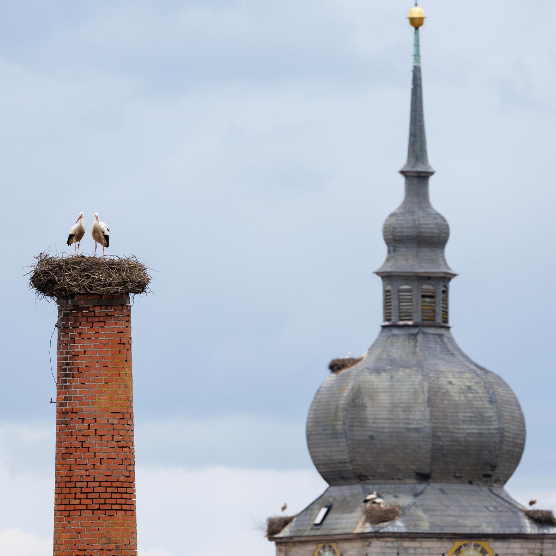 Der Storch ist da - Meister Adebar in Franken