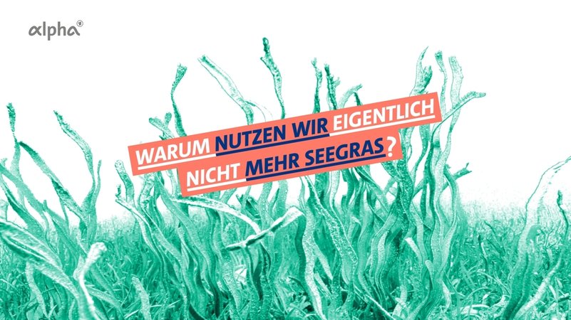 Eine Illustration einer Seegraswiese, mit der Textzeile "Warum nutzen wir eigentlich nicht mehr Seegras?"