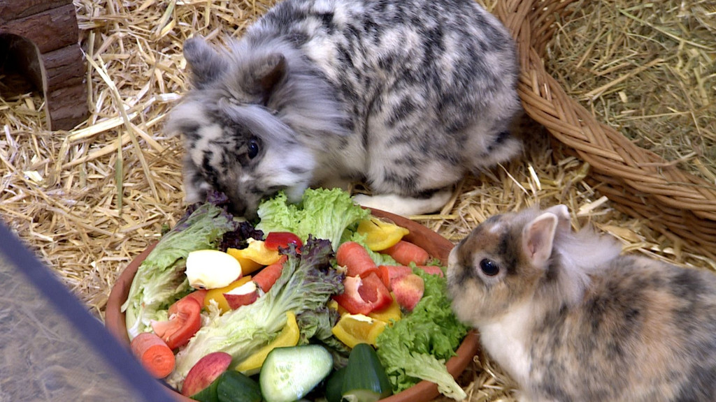 Kaninchen im Tierheim beim Fressen
