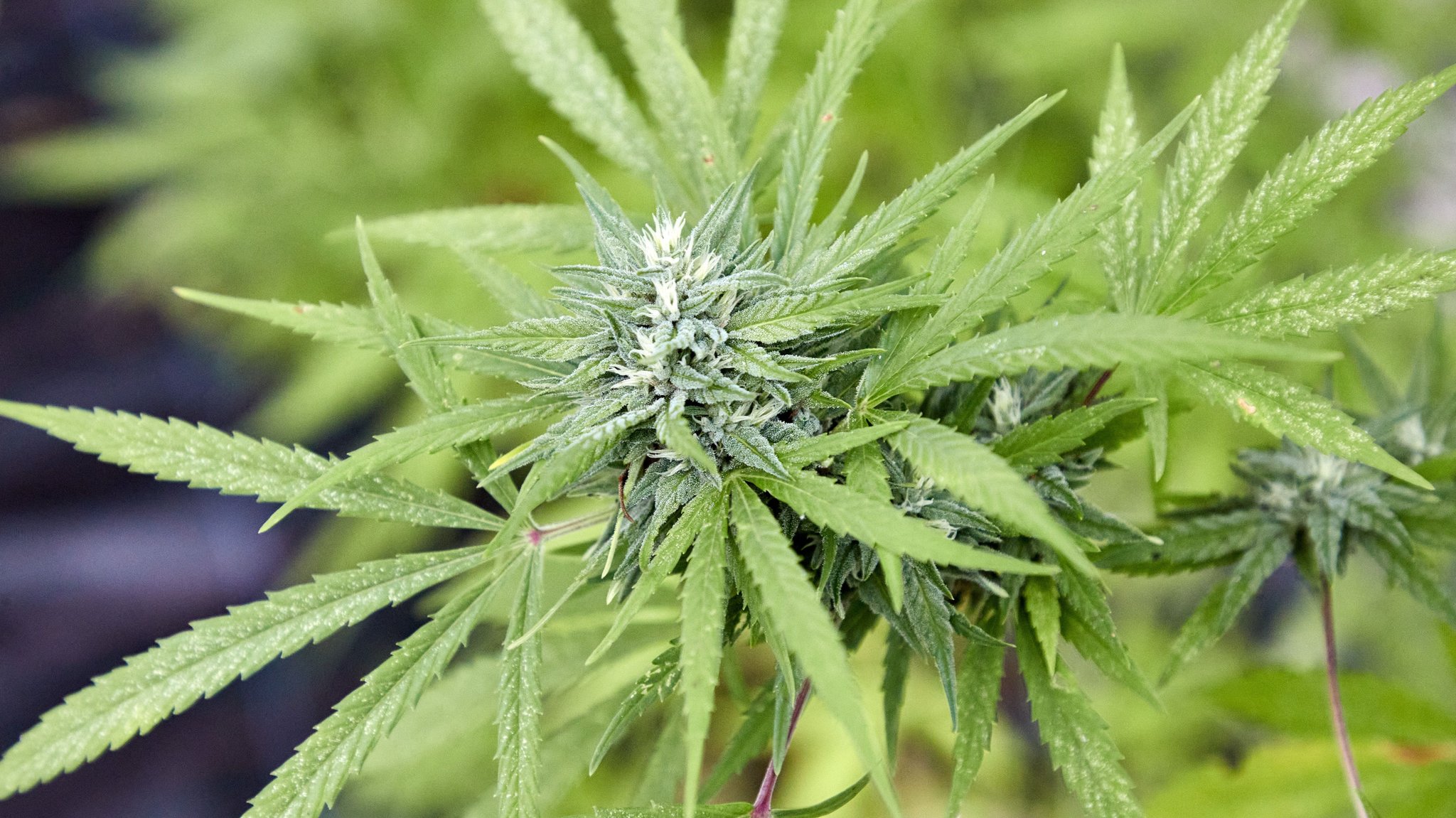 Eine Cannabis-Pflanze in einem Gewächshaus