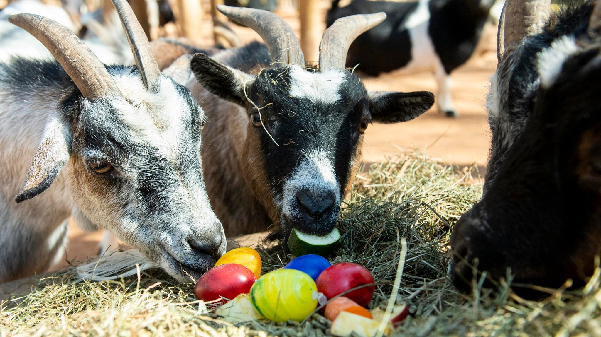 Die Ziegen im Tierpark Hellabrunn freuen sich über ihr buntes Osternest.