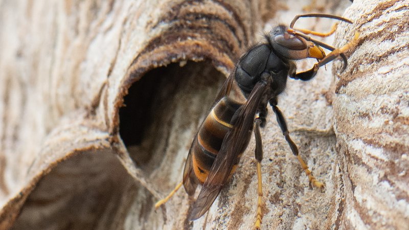 Eine Asiatische Hornisse sitzt auf ihrem Nest. | Bild: picture alliance/dpa | Boris Roessler Eine Asiatische Hornisse sitzt auf ihrem Nest.