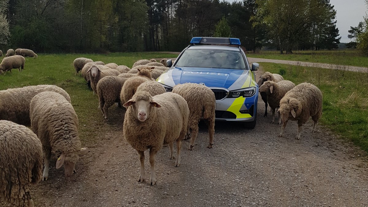 Gerettete Schafe vor einem Polizeistreifenwagen