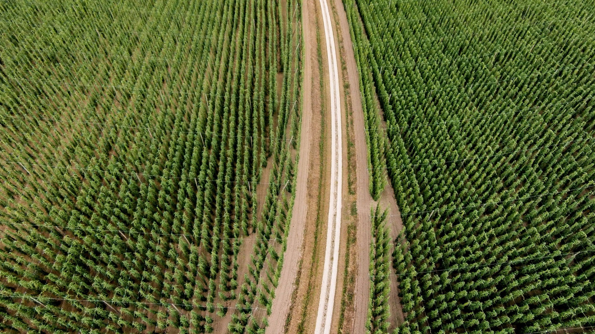 Auf 17.000 Hektar wird in der Hallertau Hopfen angebaut