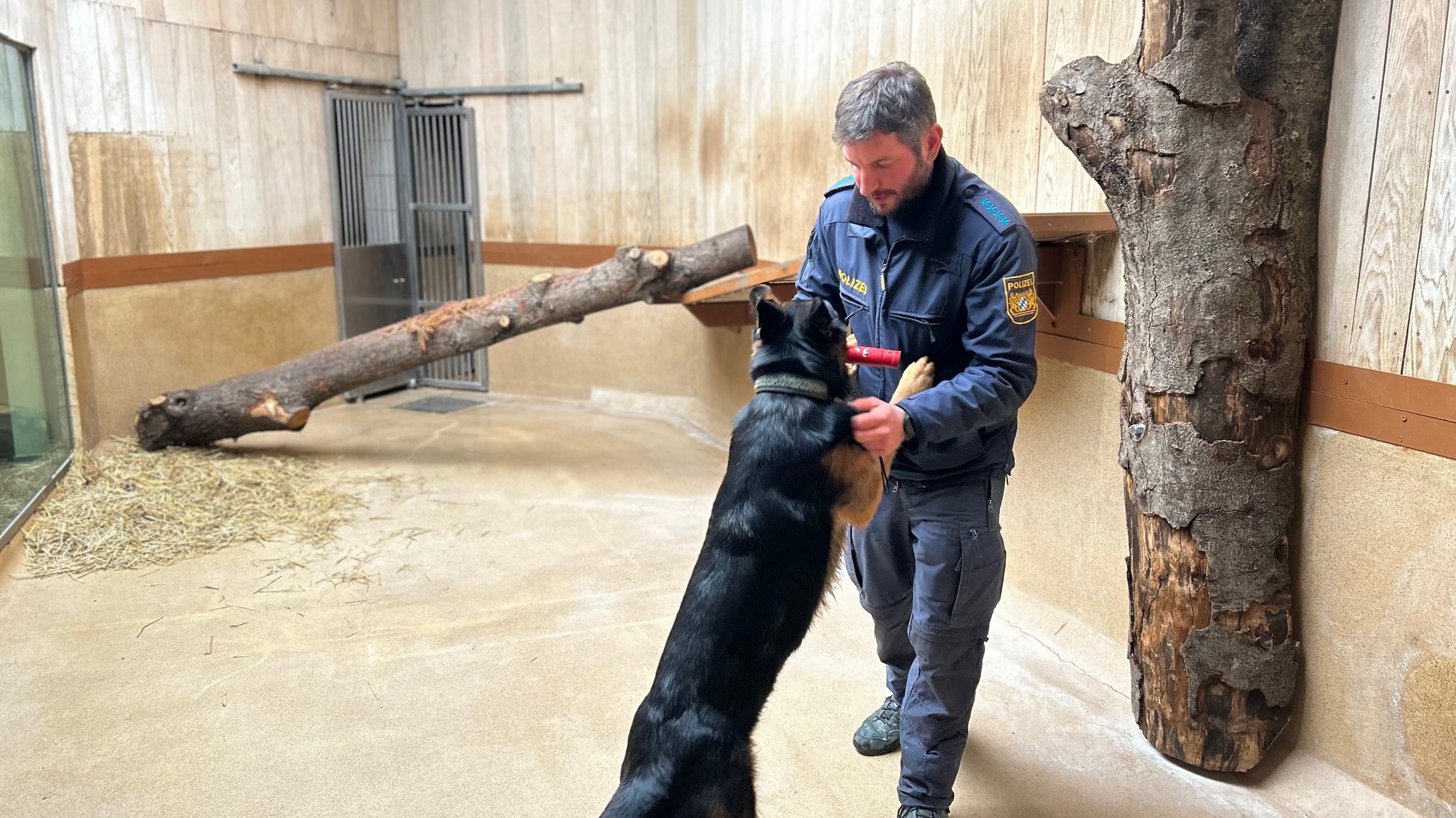 Im Großkatzenhaus eines Zoos: Polizeihundetraining extrem