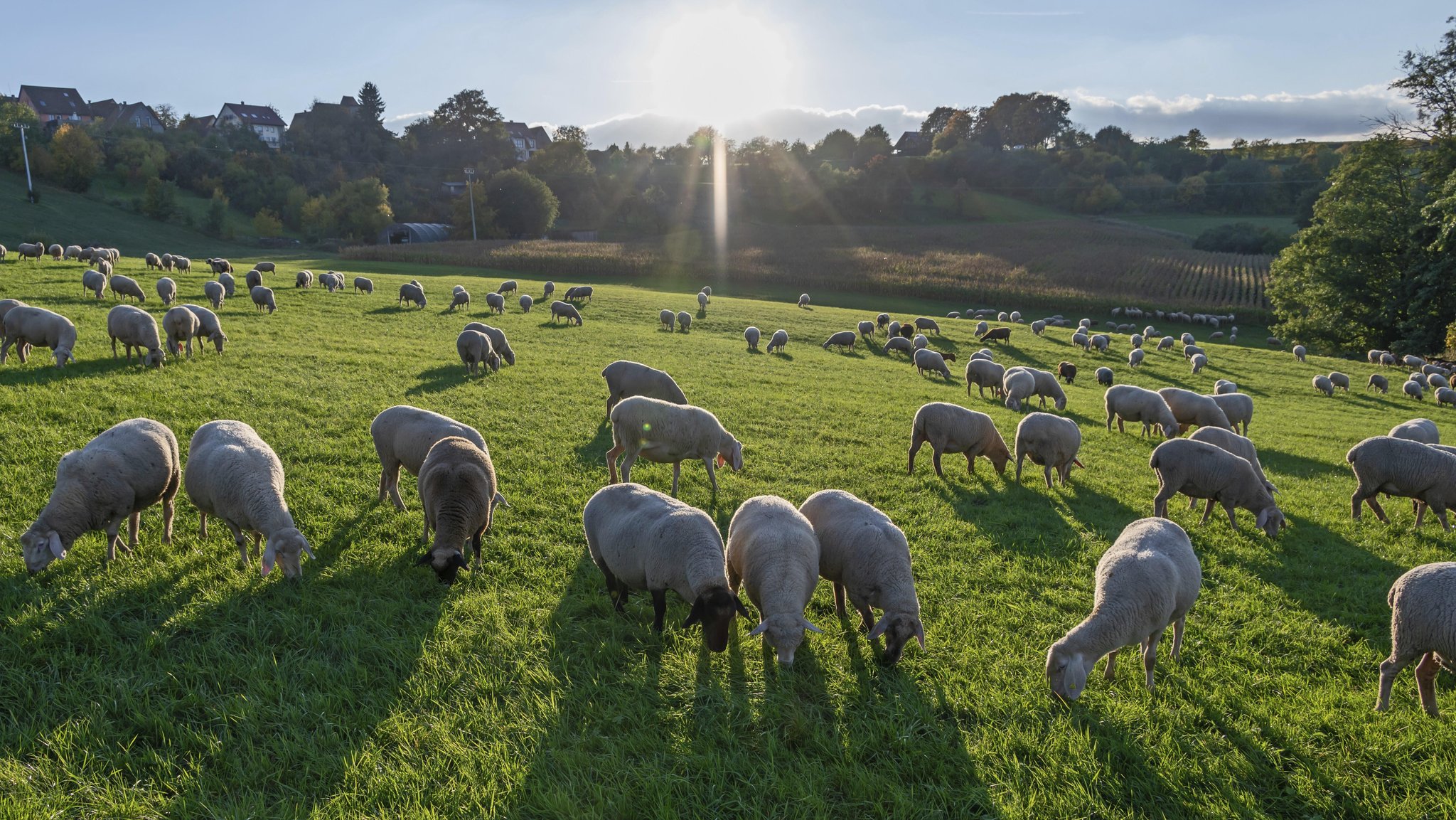Schafherde (Ovis gmelini aries) weidet auf einer Wiese, im Gegenlicht, Tauchersreuth, Mittelfranken, Bayern, Deutschland | Aufnahmedatum 13.10.2025 | Bild: picture alliance / imageBROKER | Helmut Meyer zur Capellen Schafherde (Ovis gmelini aries) weidet auf einer Wiese, im Gegenlicht, Tauchersreuth, Mittelfranken, Bayern, Deutschland | Aufnahmedatum 13.10.2025