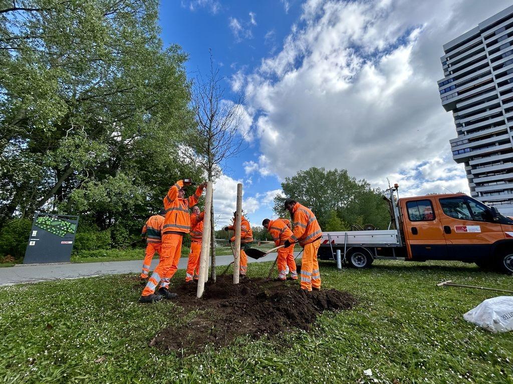 Pflanzung einer Blutpflaume am Wöhrder See in Nürnberg