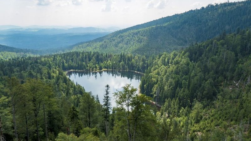 Der Bayerischer Wald ist als Nationalpark vor Rodungen geschützt. 
