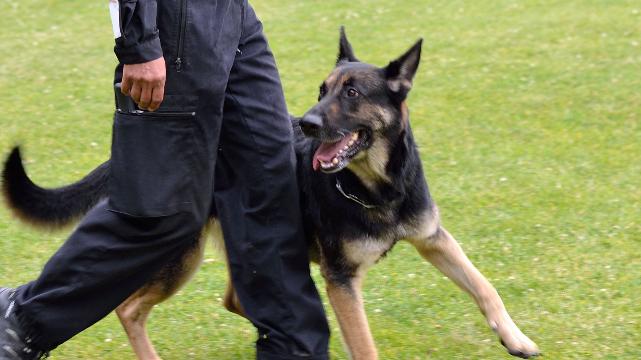 Ein Schäferhund läuft neben einem Mann