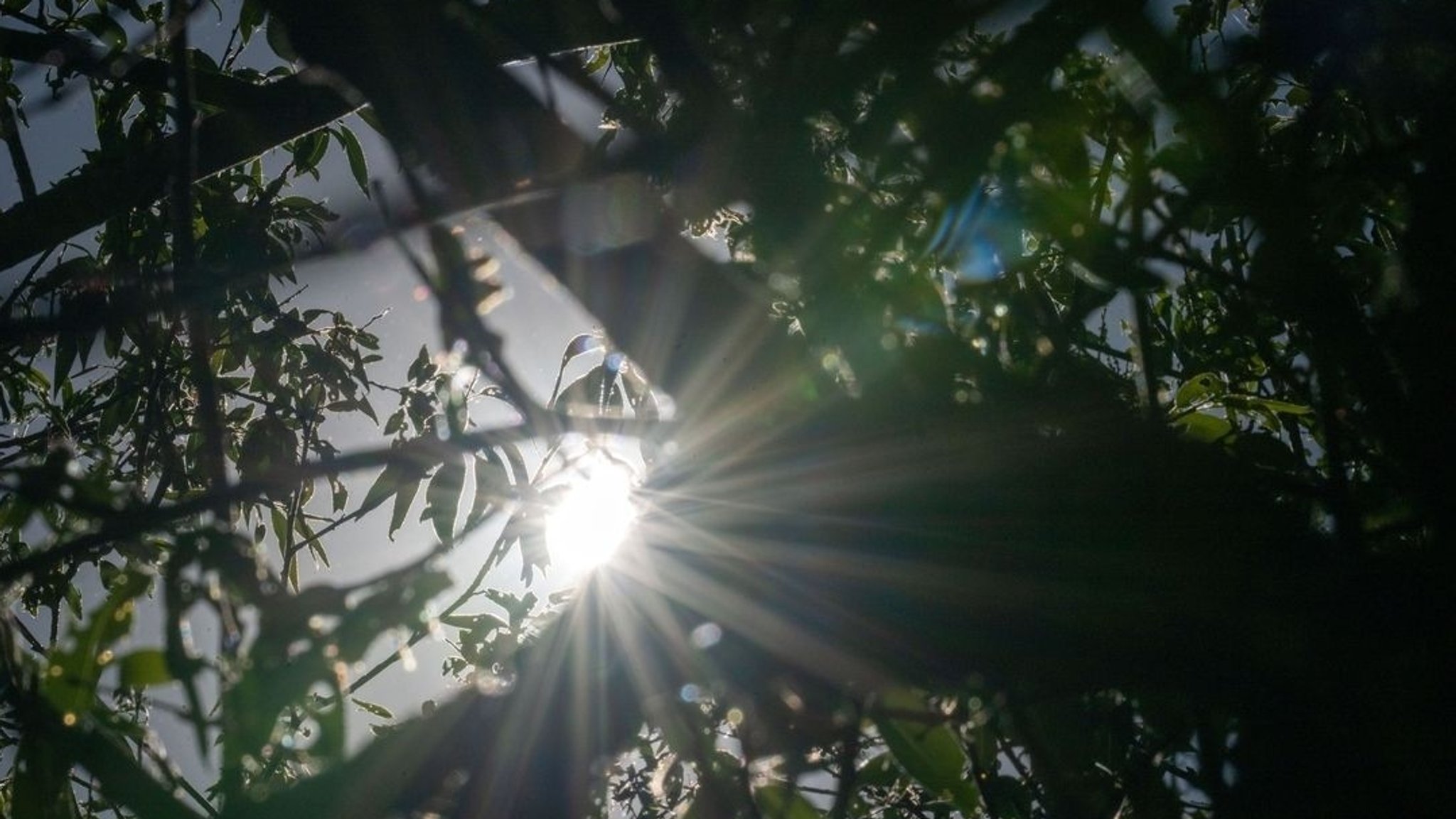 (Symbolbild) Die Sonne strahlt durch die Zweige eines Baumes. | Bild: dpa-Bildfunk/Pia Bayer (Symbolbild) Die Sonne strahlt durch die Zweige eines Baumes.