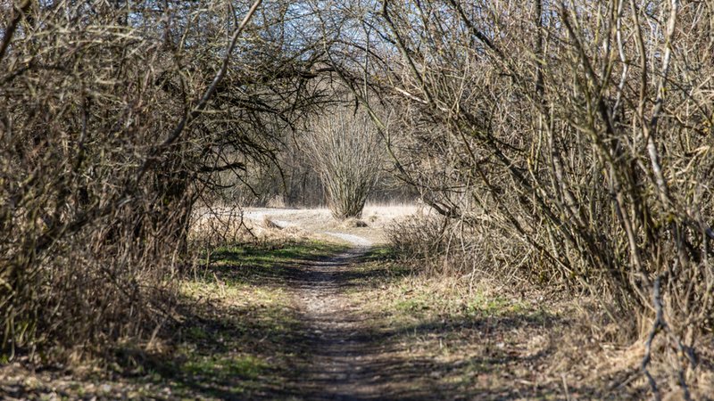 Blick auf einen Spazierweg: Extreme Trockenheit am Boden und bei Pflanzen und Büschen. | Bild: BR/Leon Baatz Blick auf einen Spazierweg: Extreme Trockenheit am Boden und bei Pflanzen und Büschen.