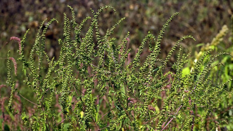 Beifußblättriges Traubenkraut (Ambrosia artemisiifolia) | Bild: picture alliance / imageBROKER | Phil Degginger Beifußblättriges Traubenkraut (Ambrosia artemisiifolia)