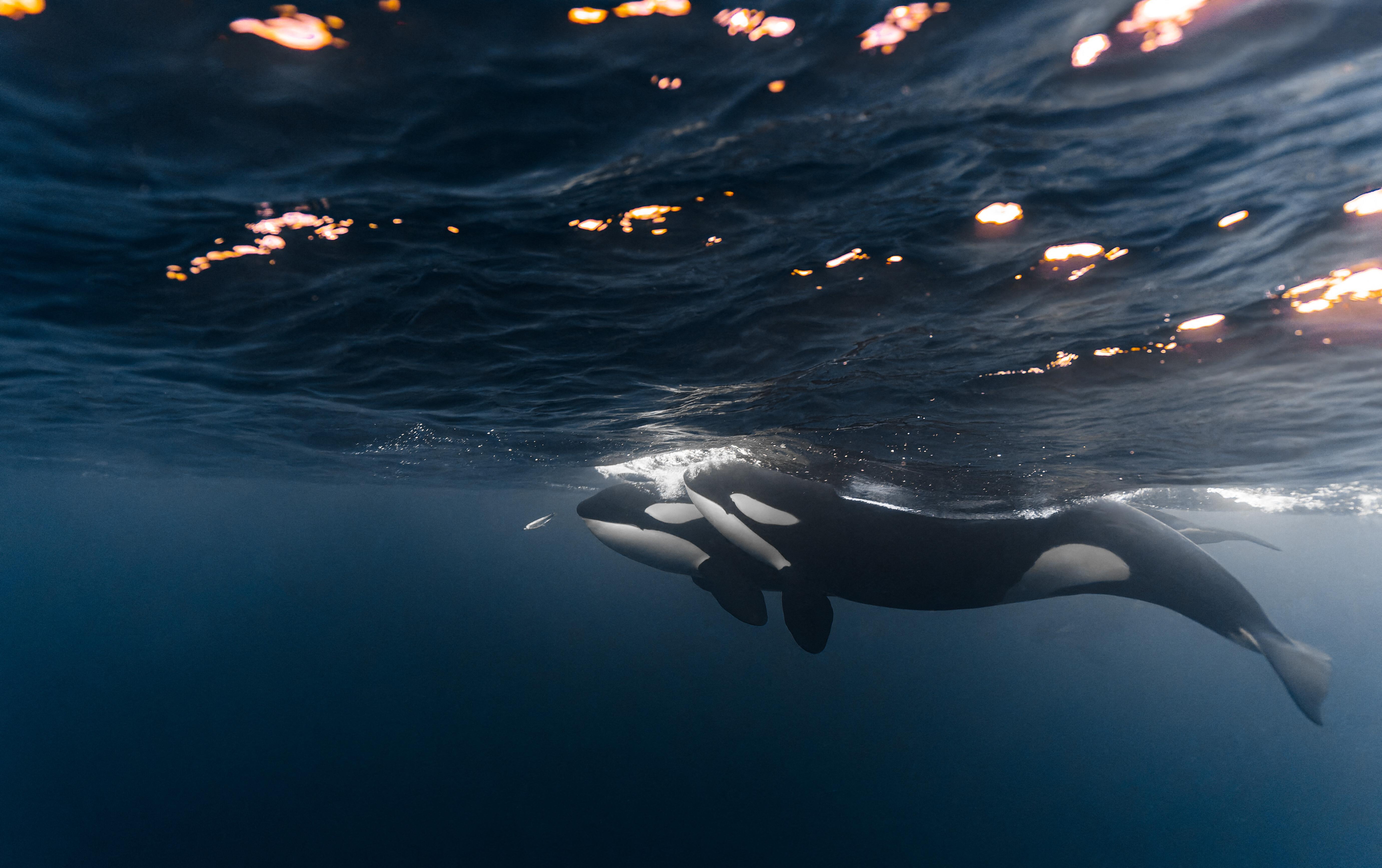 Zwei Orcas schwimmen im Meer nahe der Wasseroberfläche.