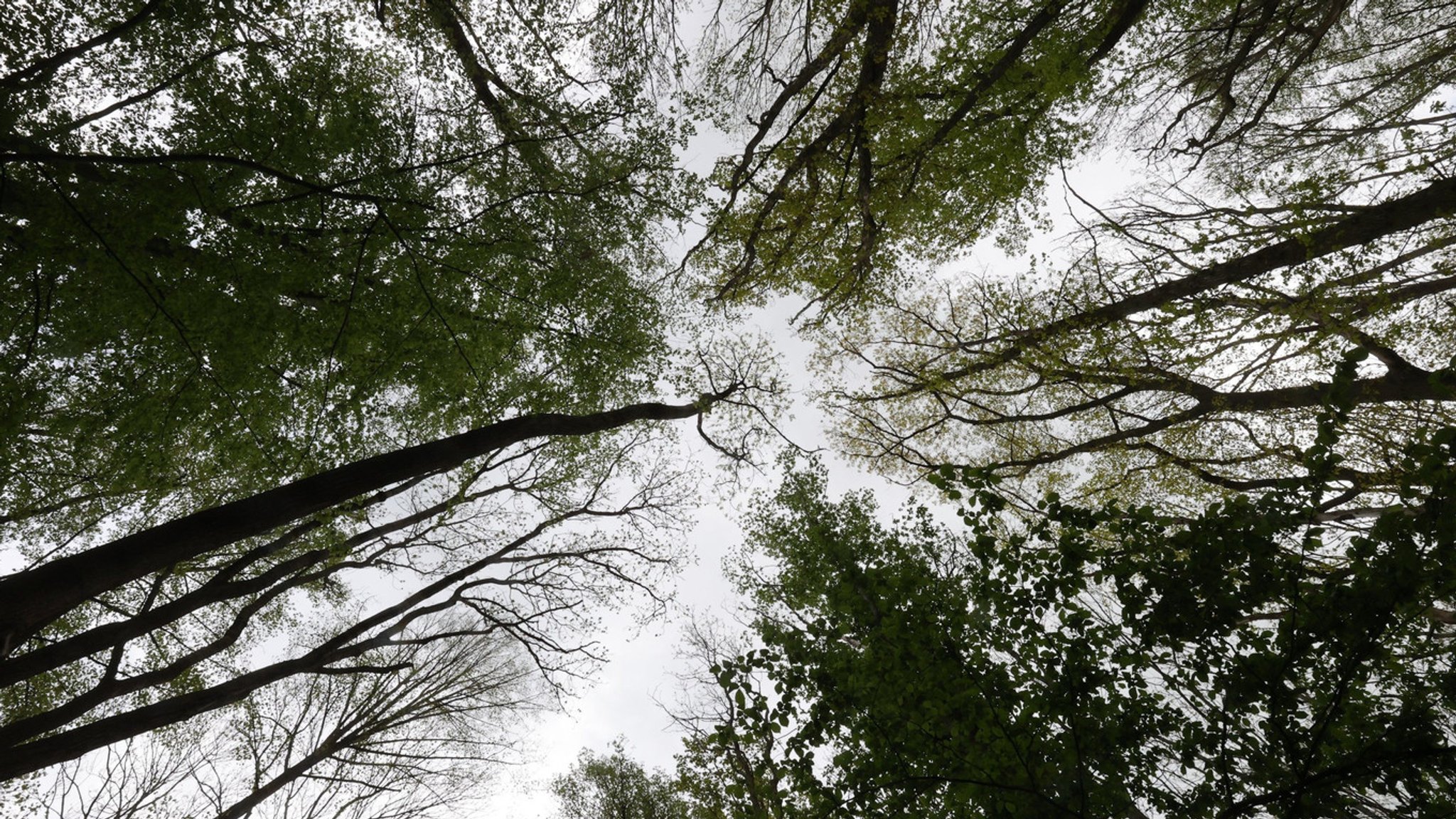 Nicht überall in Deutschland hat sich der Wald so erholt wie in Bayern. Hier hat es in den vergangenen zwei Jahren mehr geregnet.