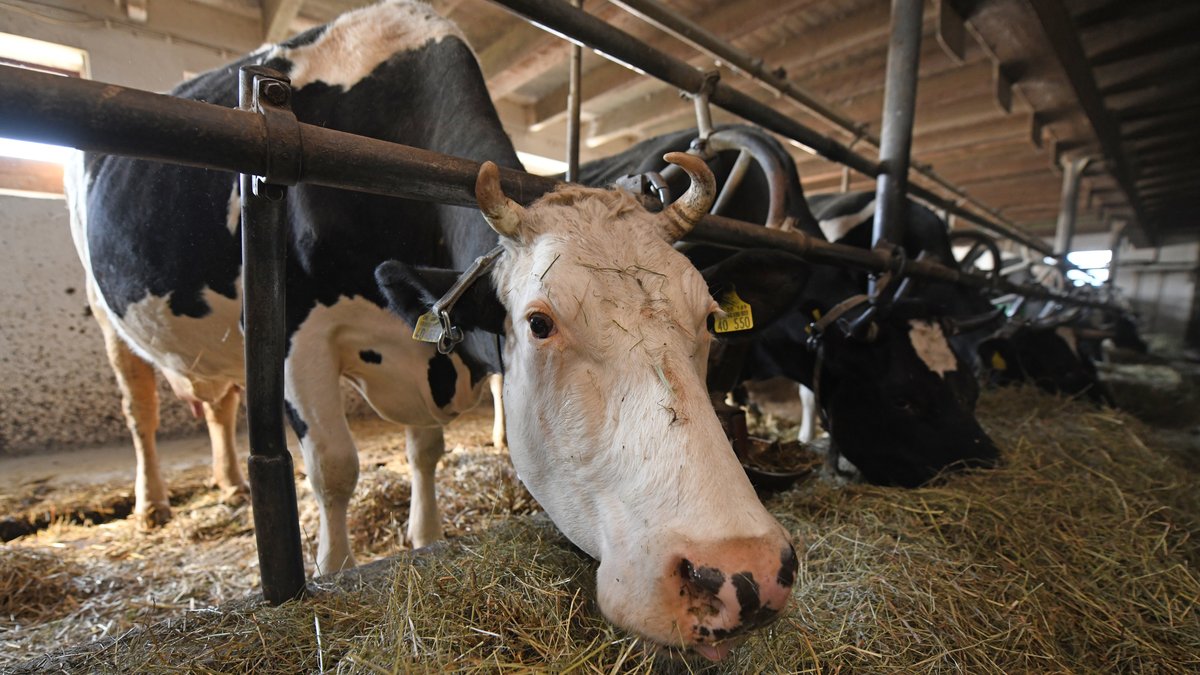  Kühe stehen angeleint in einem Stall. Diese Anbindehaltung ist umstritten.