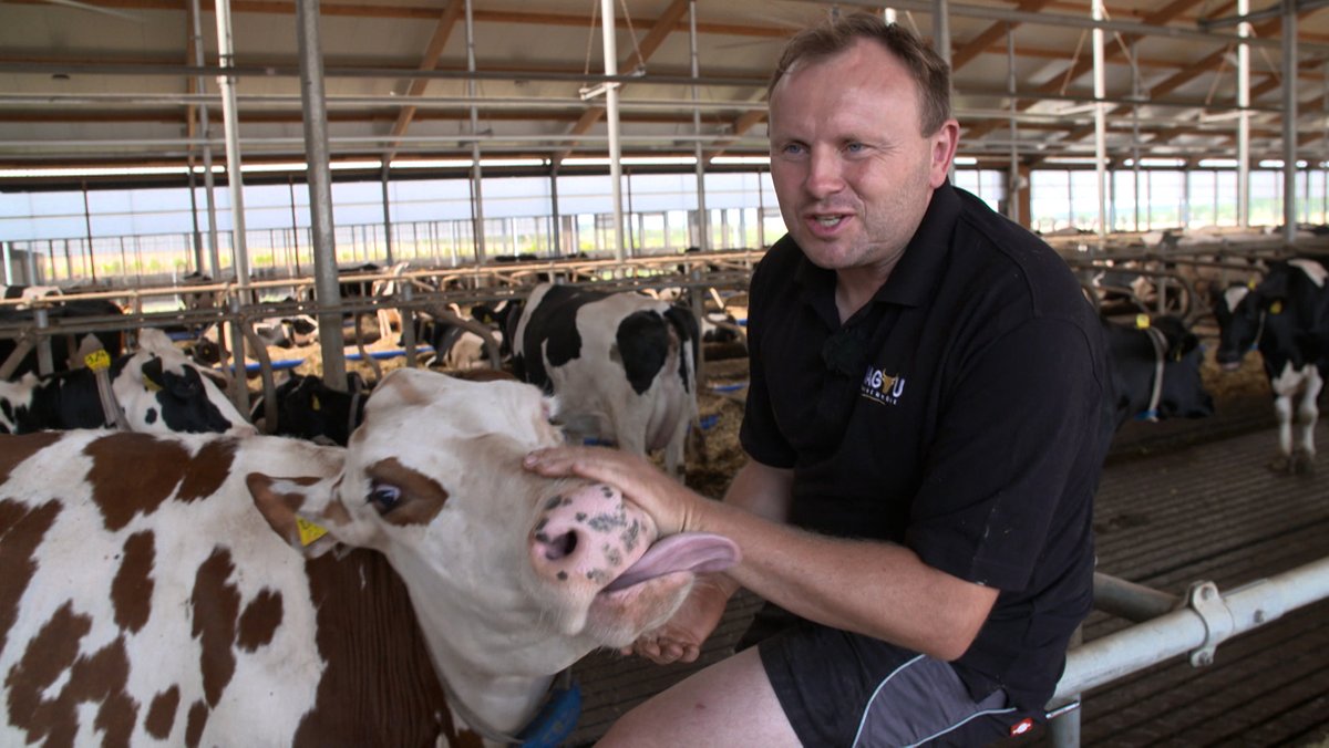 Landwirt Armin Nürnberger bei seinen Kühen im Stall