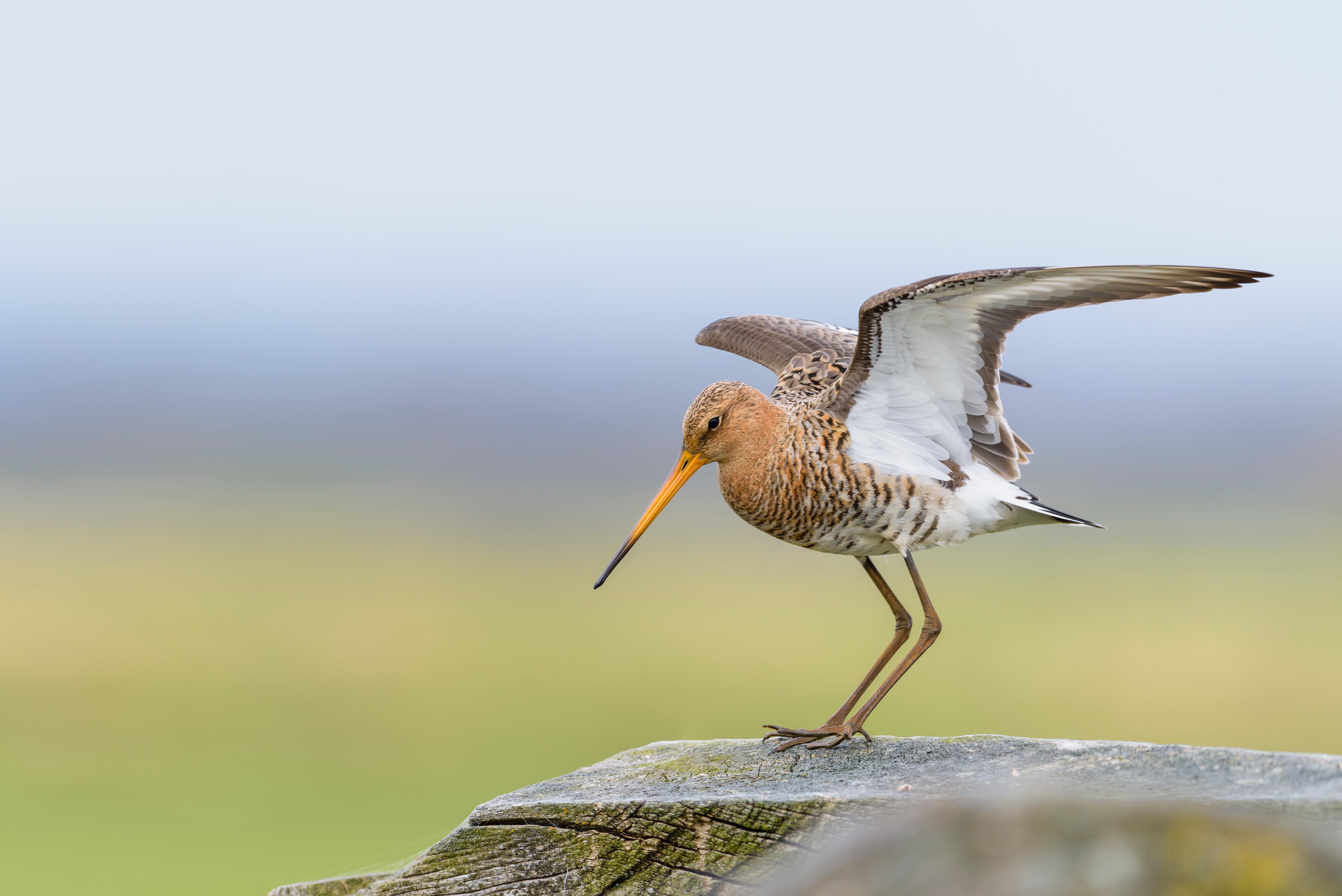 Eine Uferschnepfe sitzt auf einem Stein. 
