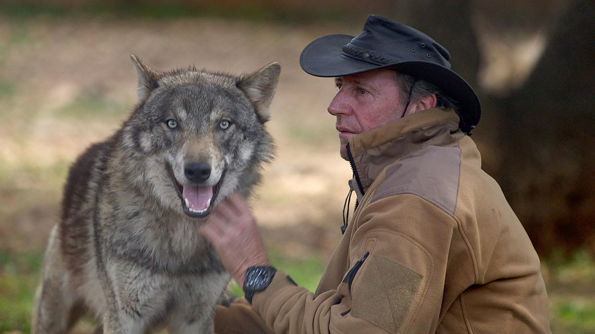 Kunde uhøjtidelig Opmærksomhed DokThema : Zwischen Wolf und Hund - Wie gefährlich sind Wolfshybriden?