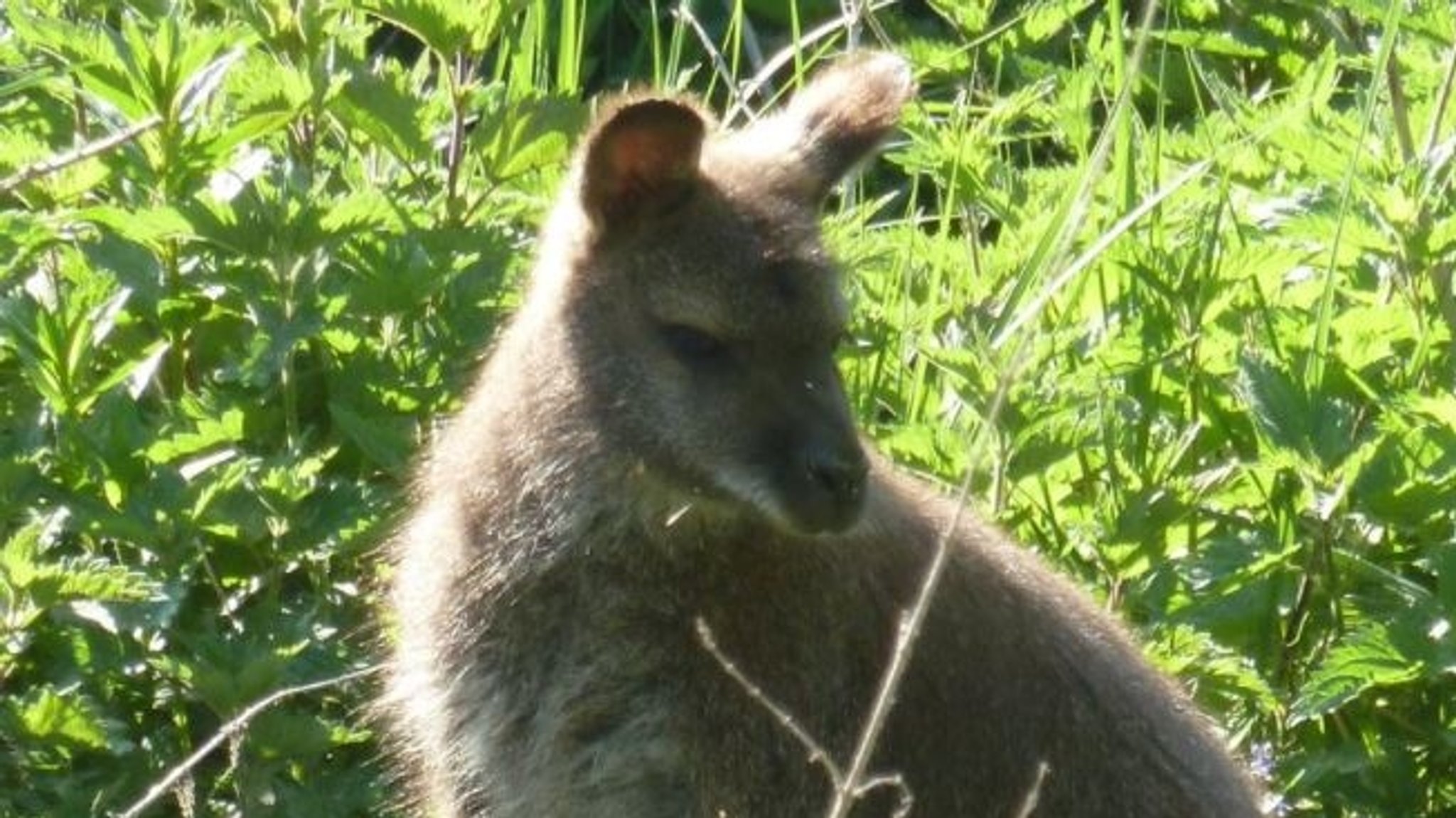 Überraschung am Morgen: Känguru sitzt vor dem Fenster