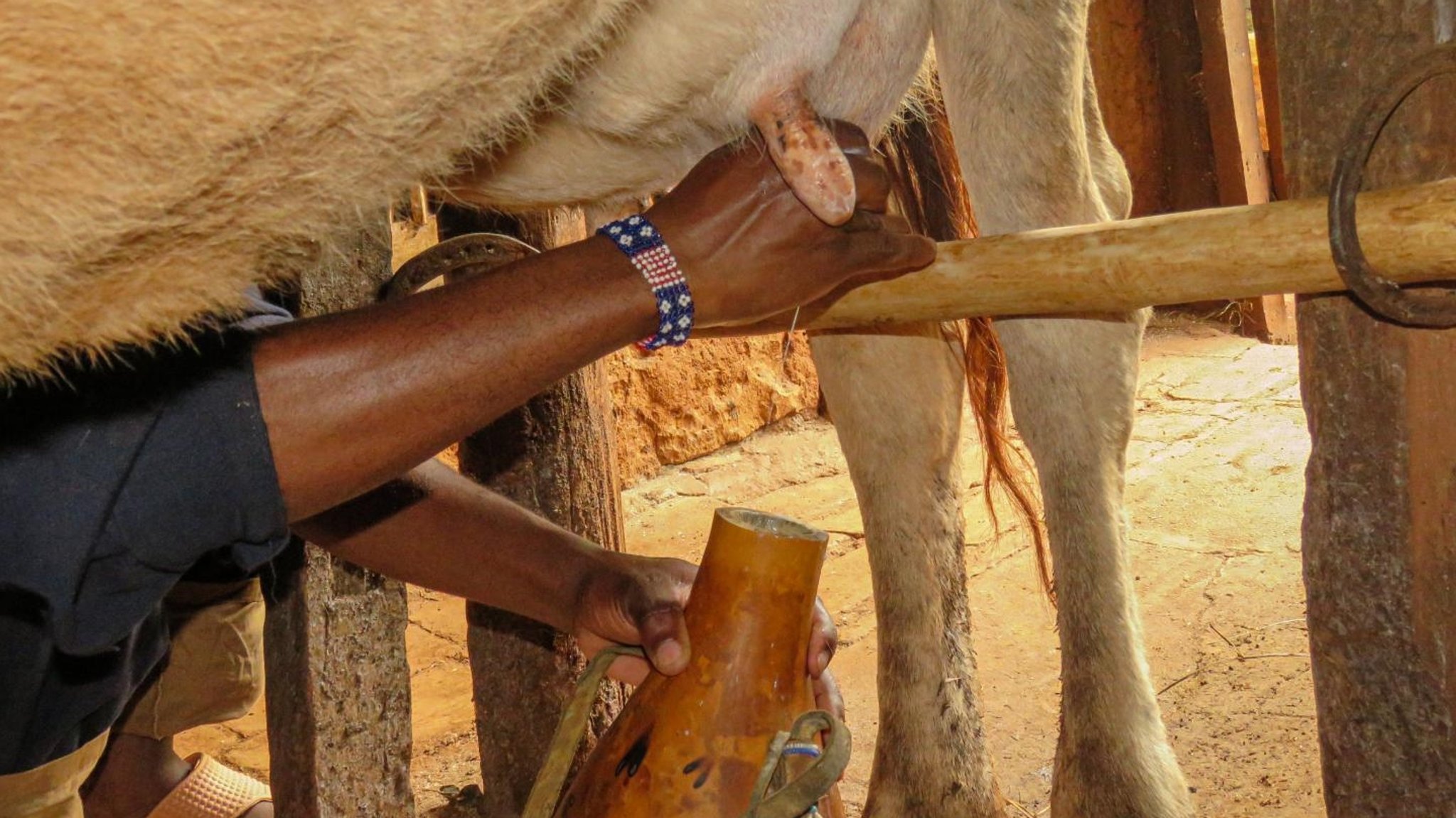 Kühe melken in Kenia