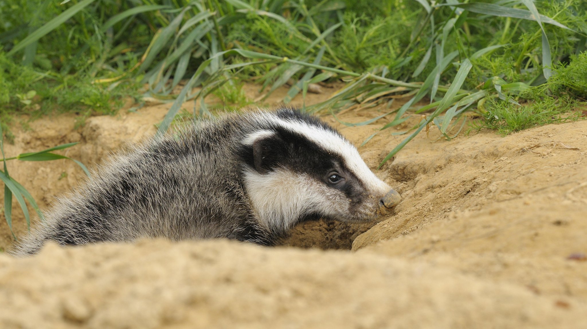 Symbolbild: Frechdachs auf Abwegen - nämlich unter dem Gleisbett. | Bild: picture alliance / Zoonar | Michael Breuer Symbolbild: Frechdachs auf Abwegen - nämlich unter dem Gleisbett.
