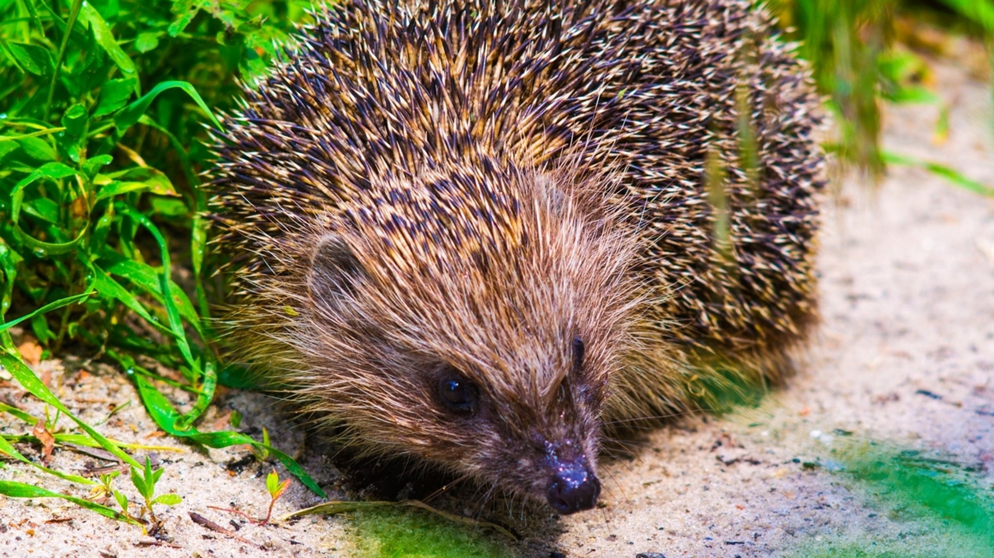 Ein Igel sitzt am Wegesrand neben Grasbüschen. Der Klimawandel macht es Wildtieren nicht leicht. | Bild: colourbox.com Ein Igel sitzt am Wegesrand neben Grasbüschen. Der Klimawandel macht es Wildtieren nicht leicht.