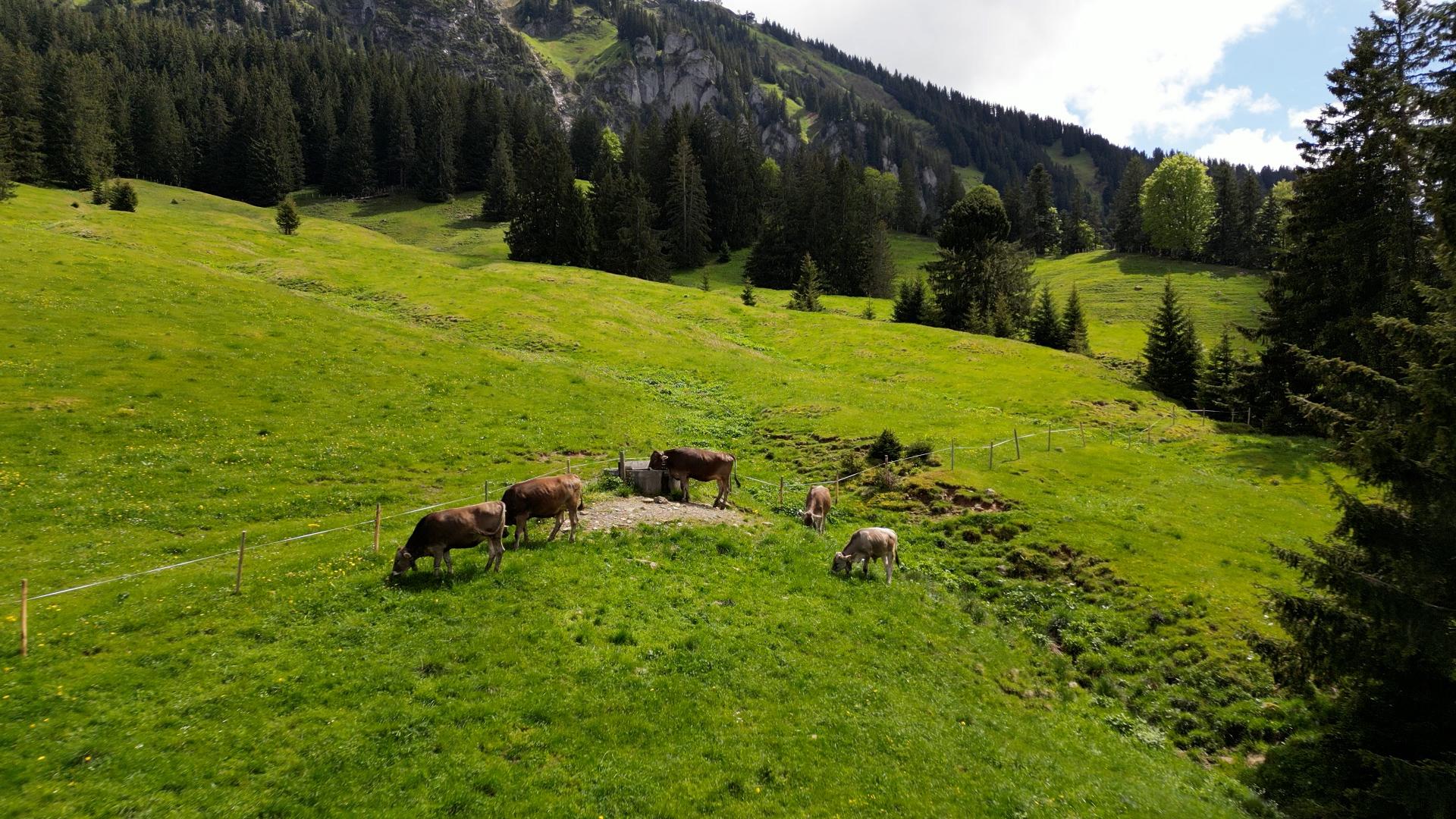 Rinder grasen in der Natur, im Hintergrund die Berge