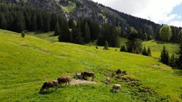 Rinder grasen in der Natur, im Hintergrund die Berge | Bild:BR / Michael Frick