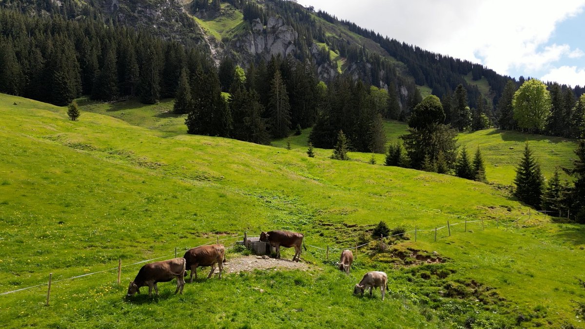 Rinder grasen in der Natur, im Hintergrund die Berge