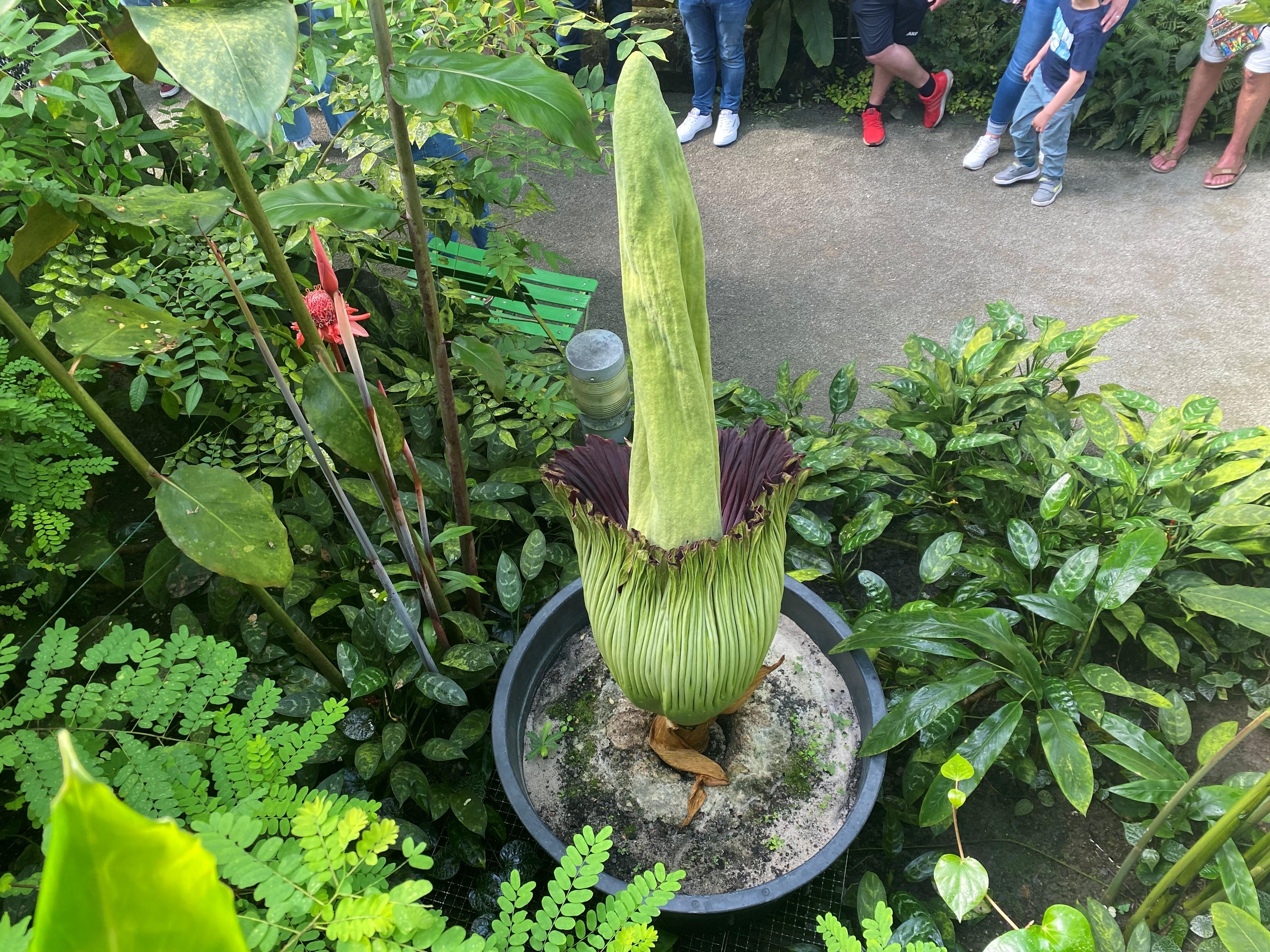 Das Hochblatt hat sich von dem Kolben der Titanenwurz gelöst. 